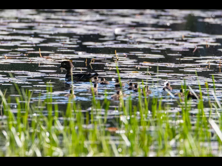 A red-tailed hawk in Bolton, photographed by Jon Turner.