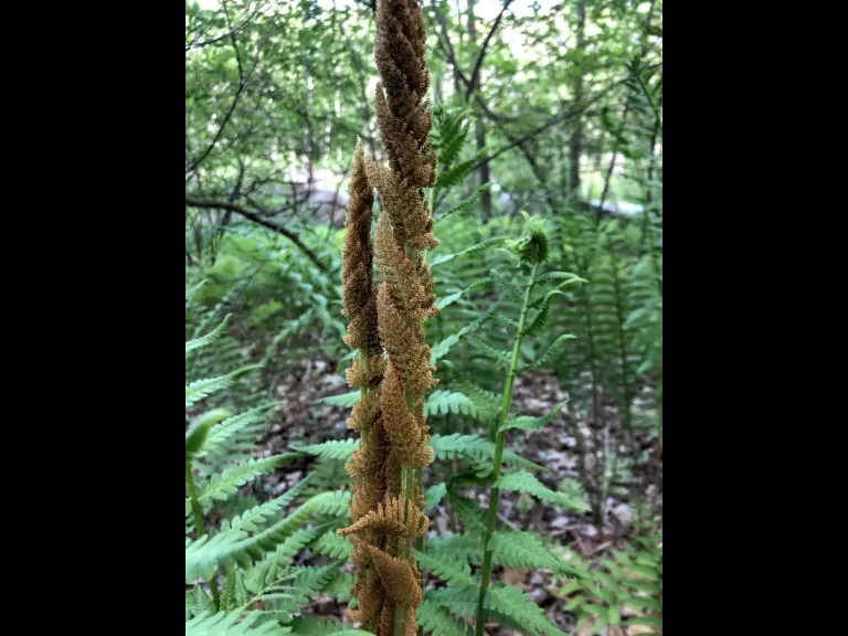 Cinnamon fern in Southborough, photographed by Debbie Costine.