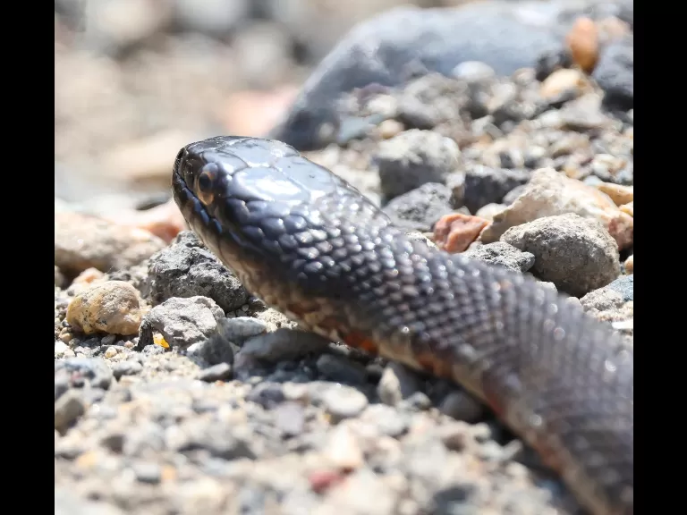 A northern water snake at Grist Mill Pond in Sudbury, photographed by Steve Forman.