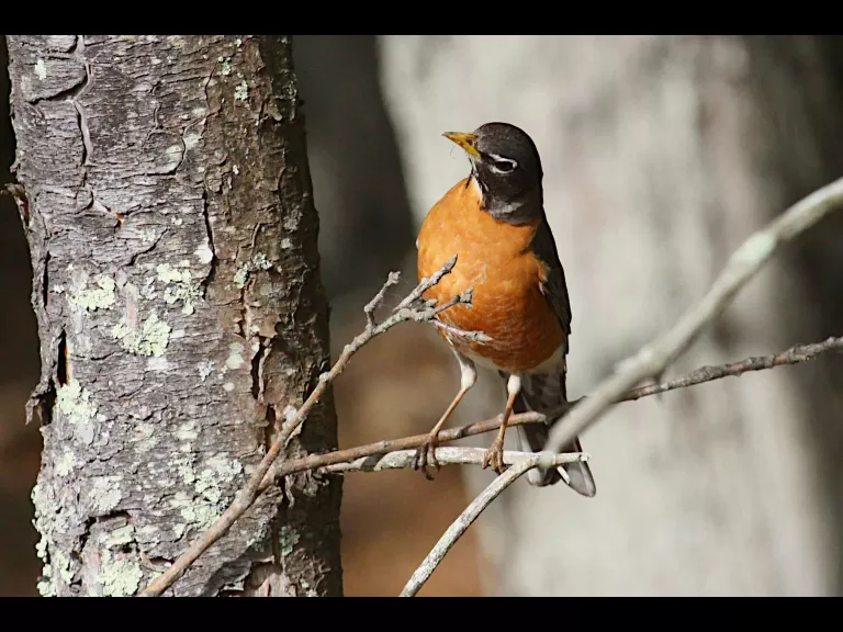 An American robin at Assabet River National Wildlife Refuge in Maynard, photographed by Craig Smith.