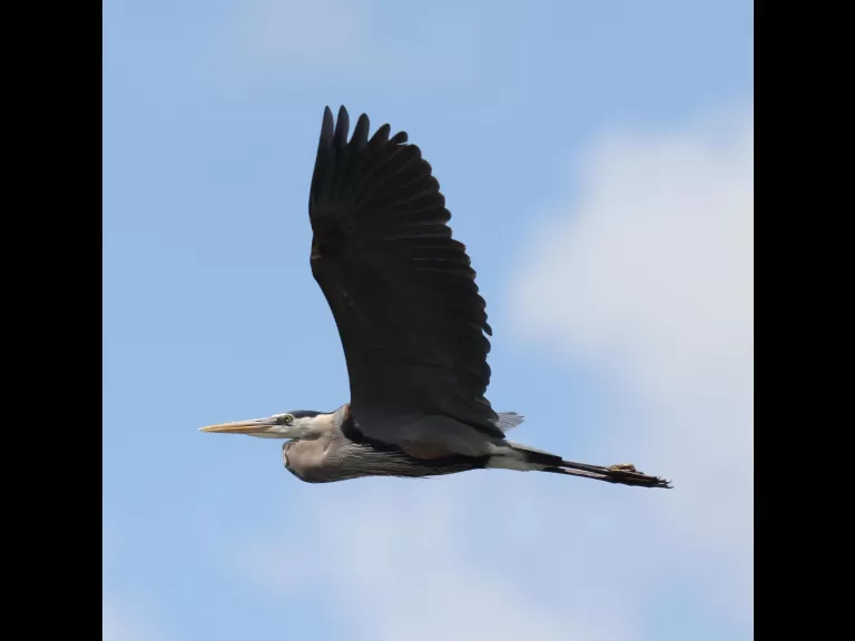 An eastern kingbird at Bolton Wildlife Management Area, photographed by Steve Forman.