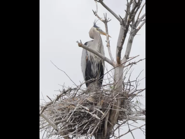 An eastern kingbird at Bolton Wildlife Management Area, photographed by Steve Forman.