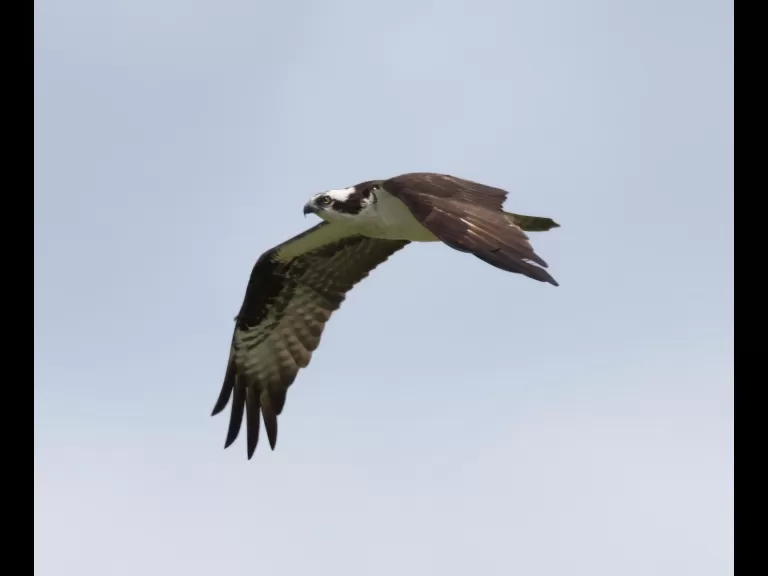 An eastern kingbird at Bolton Wildlife Management Area, photographed by Steve Forman.