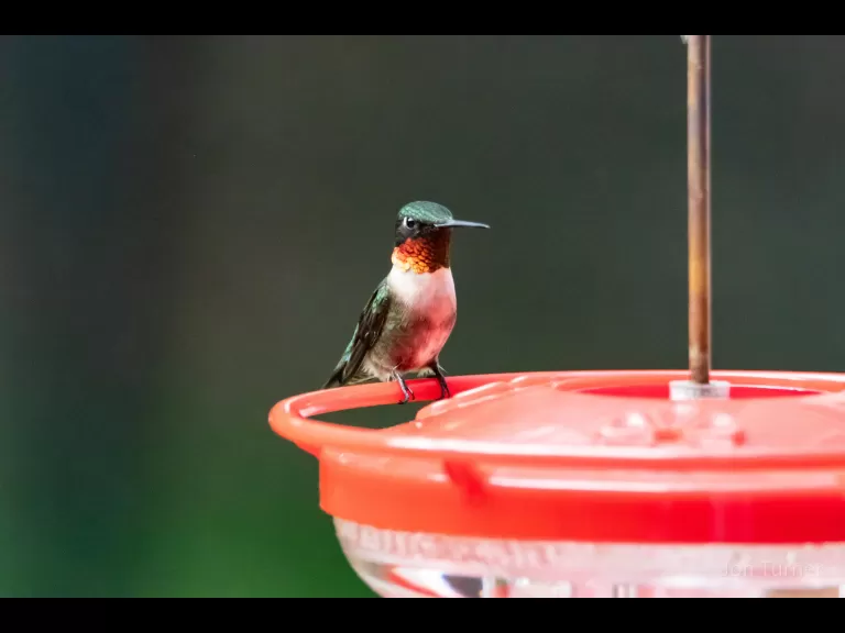 A red-tailed hawk in Bolton, photographed by Jon Turner.