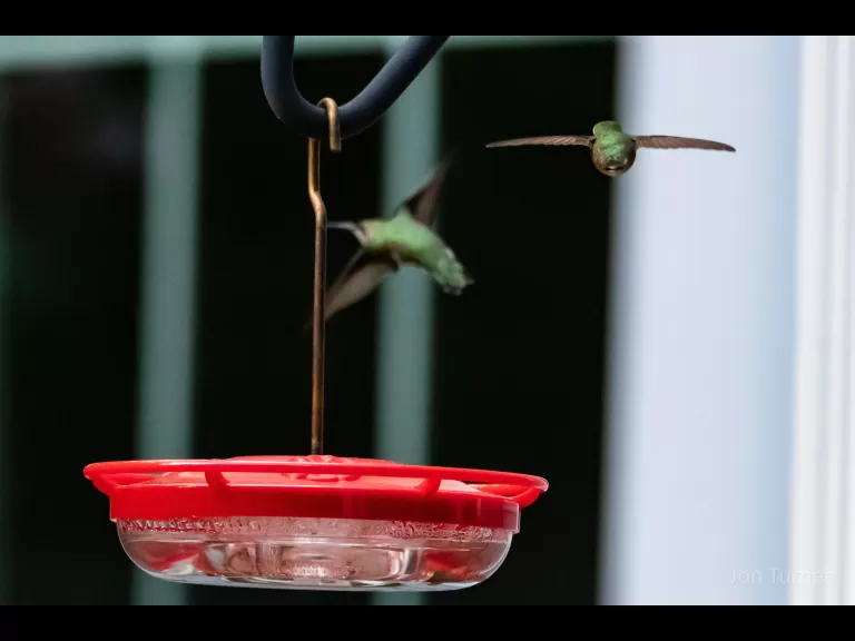 A red-tailed hawk in Bolton, photographed by Jon Turner.