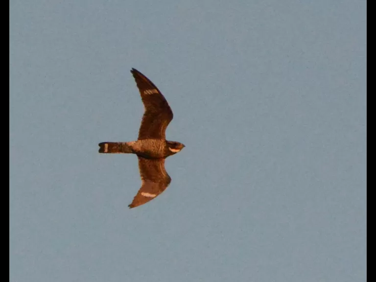 A common nighthawk over Farrar Pond in Lincoln, photographed by Ron McAdow.