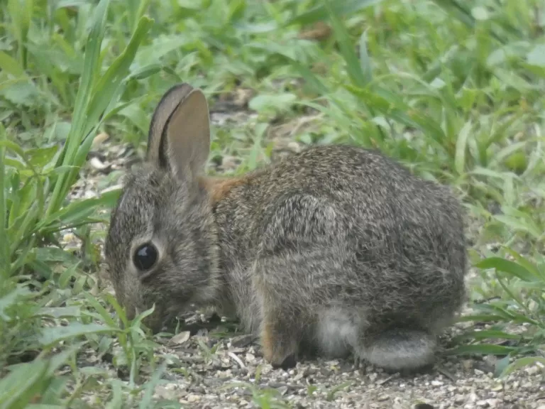 A cotton-tailed rabbit in Sudbury, photographed by Sharon Tentarelli.