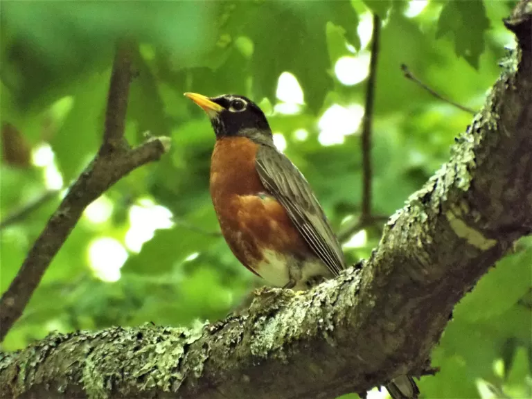 An American robin in Harvard, photographed by Robin Right.