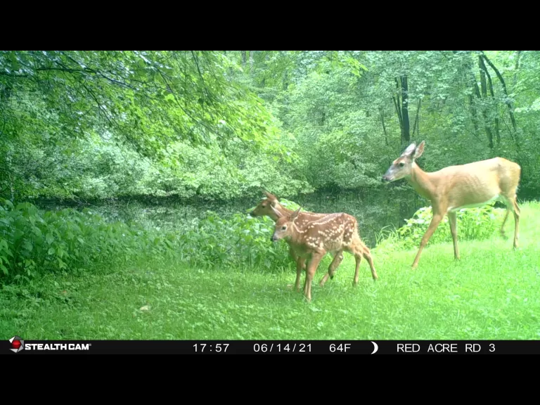 A doe and fawns in Stow, photographed with an automatically triggered wildlife camera by Tom Porcher.