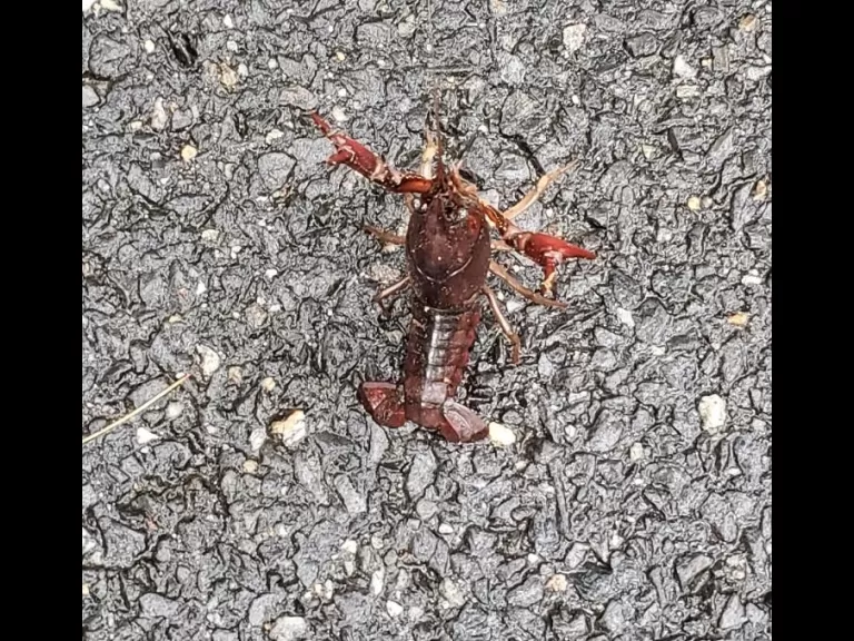 A crayfish in Sudbury, photographed by Chris Menge.