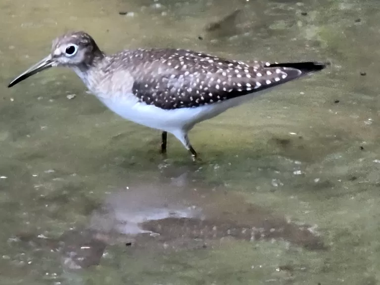 A solitary sandpiper at Greenways Conservation Area in Wayland, photographed by Nicci Meadow.