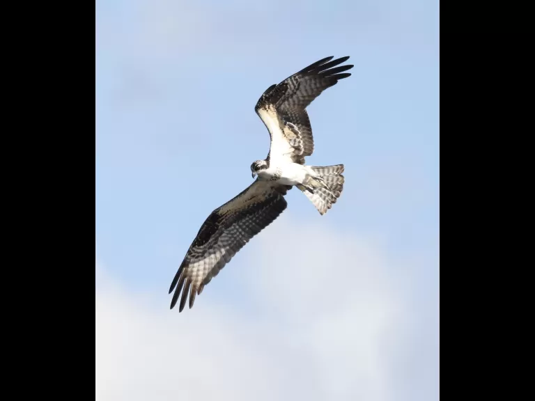 An osprey at Hager Pond in Marlborough, photographed by Steve Forman.