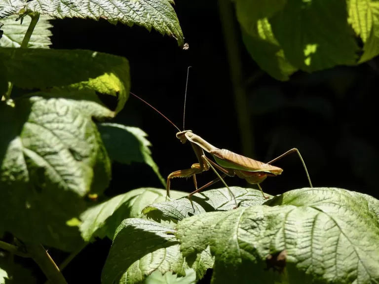 A praying mantis in Natick, photographed by Chuck Hill.