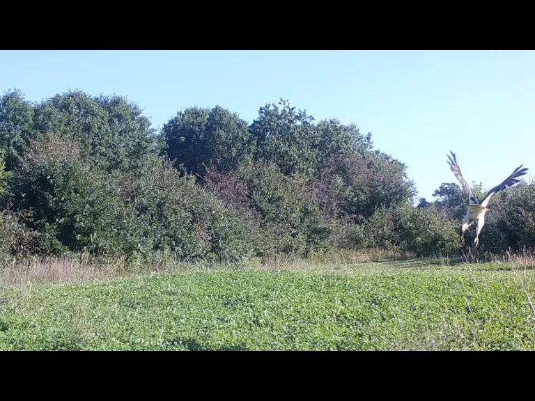 A red-tailed hawk in Stow, photographed with an automatically triggered wildlife camera by Steve Cumming.