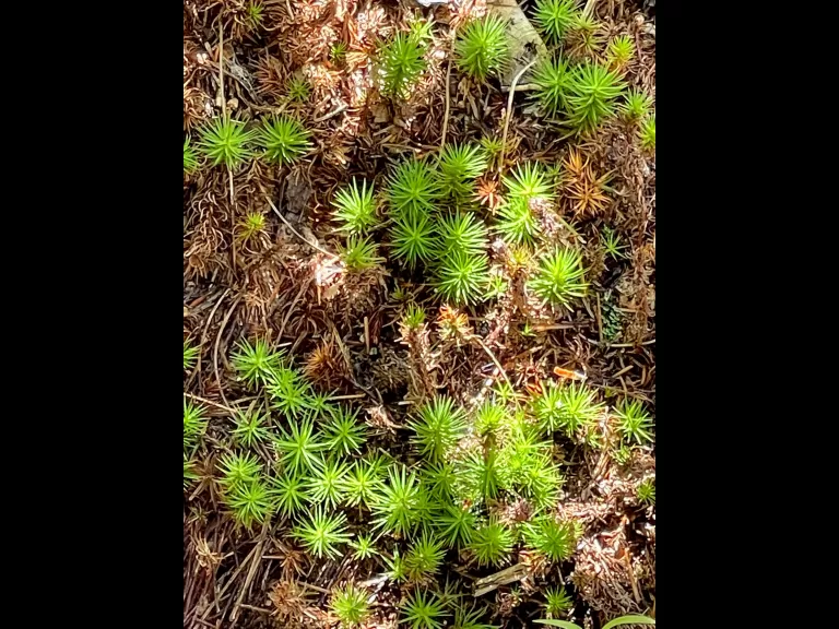 Juniper Haircap Moss at SVT's Round Hill in Sudbury, photographed by Nathalie Guerin.