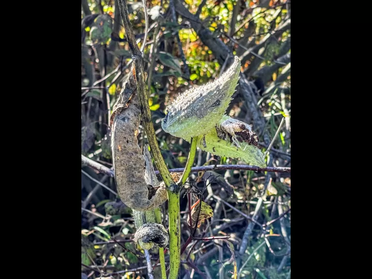 Milkweed at Greenways Conservation Area in Wayland, photographed by Nathalie Guerin.