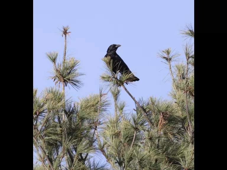 An American crow at Breakneck Hill Conservation Land in Southborough, photographed by Steve Forman.