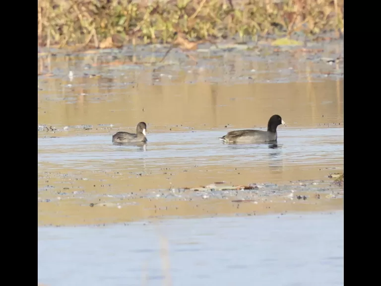 American coots at Great Meadows in Concord, photographed by Steve Forman.