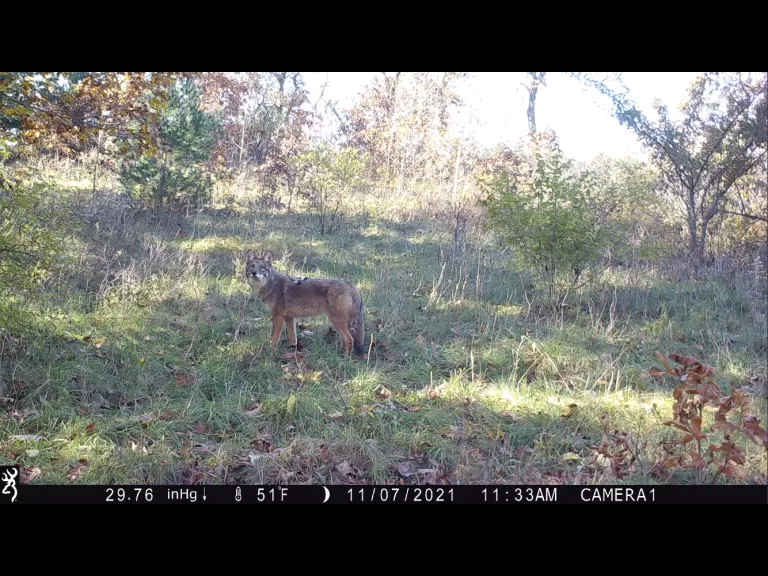 A bobcat in Bolton, photographed with an automatically triggered wildlife camera by Steve Cumming.