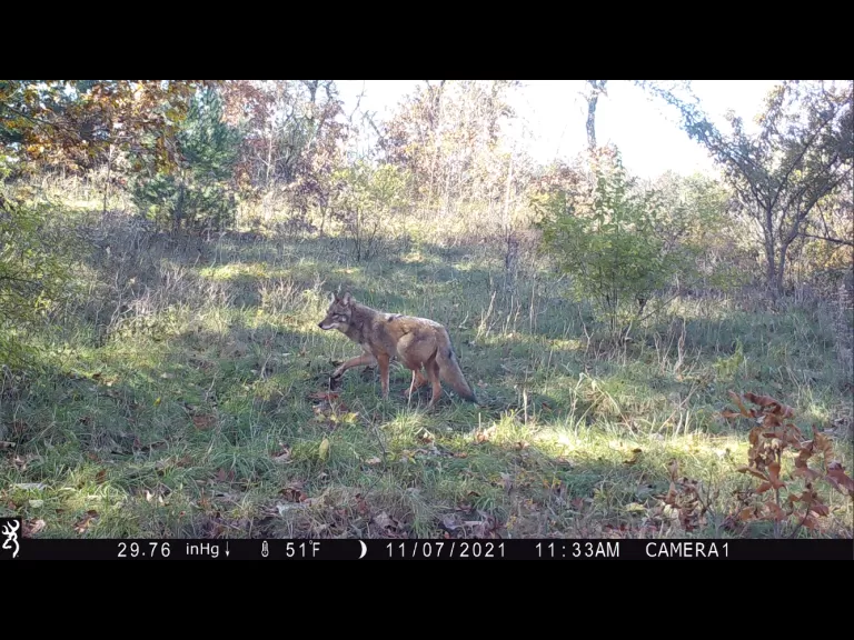 A bobcat in Bolton, photographed with an automatically triggered wildlife camera by Steve Cumming.