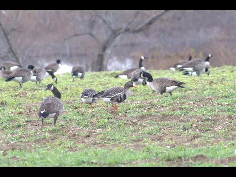 Two greater white-fronted geese and Canada geese in Lincoln, photographed by Gail Sartori.