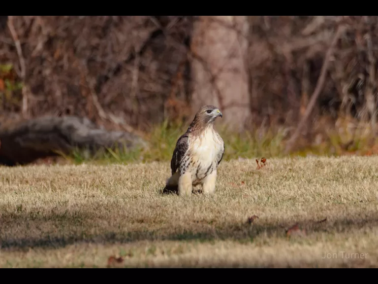 A red-tailed hawk in Stow, photographed by Jon Turner.