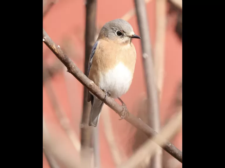 An eastern bluebird at Breakneck Hill Conservation Land in Southborough, photographed by Steve Forman.
