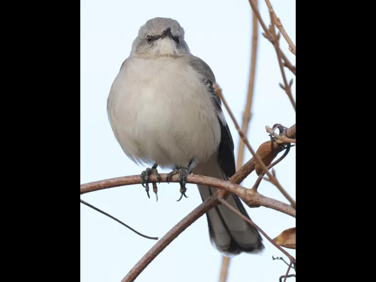 A northern mockingbird at Breakneck Hill Conservation Land in Southborough, photographed by Steve Forman.