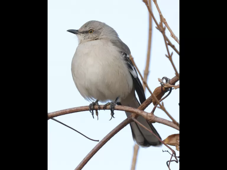 A northern mockingbird at Breakneck Hill Conservation Land in Southborough, photographed by Steve Forman.