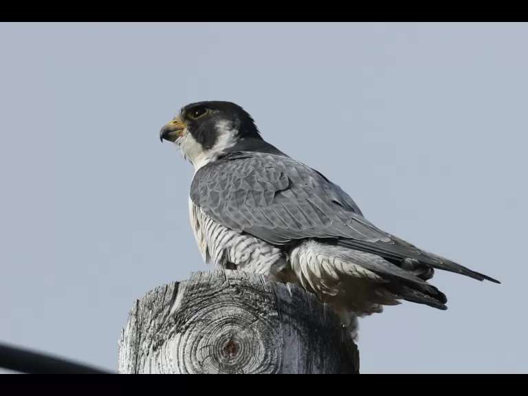 A peregrine falcon in Hudson, photographed by Russ Place.