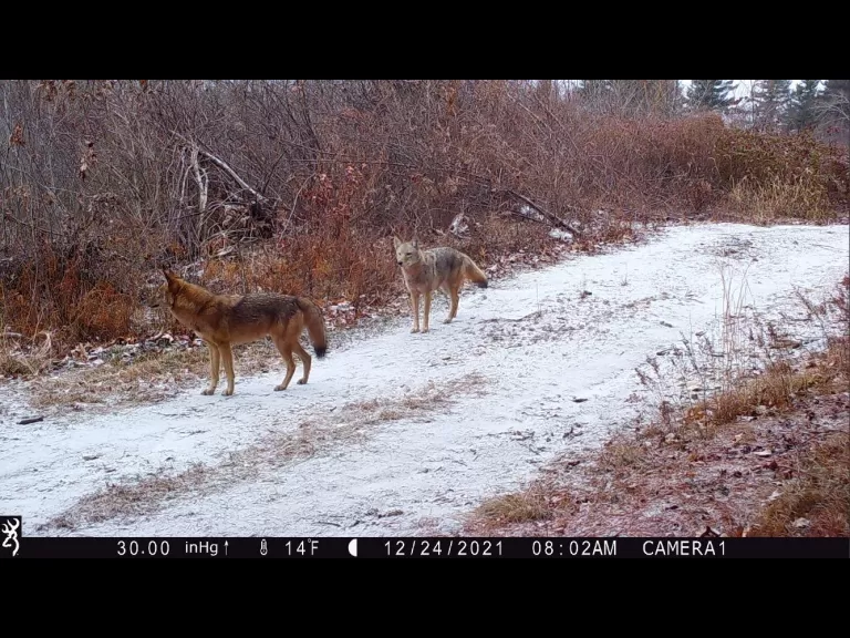 Coyotes in Stow, photographed with and automatically triggered wildlife camera by Steve Cumming.