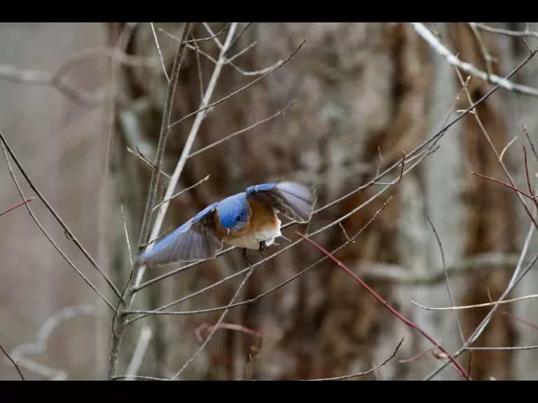 An eastern bluebird at Great Meadows National Wildlife Refuge in Concord, photographed by Gail Sartori.