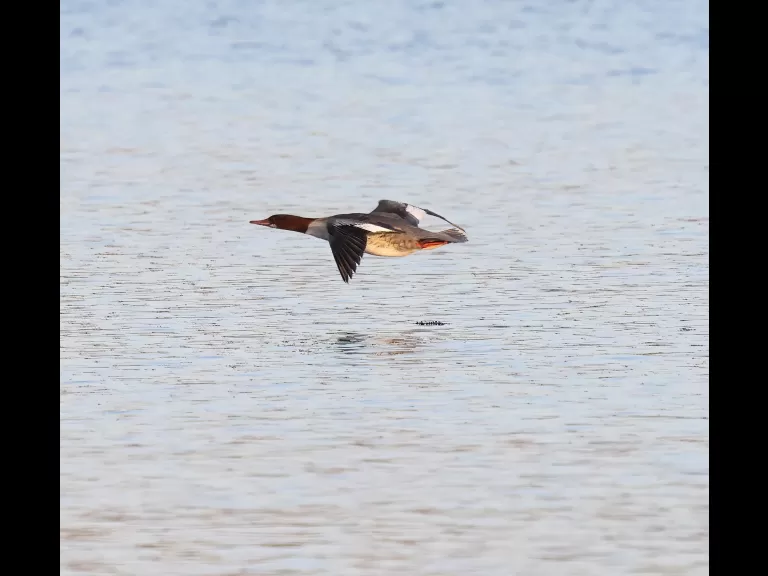 A common merganser at the Sudbury Reservoir in Southborough, photographed by Steve Forman.