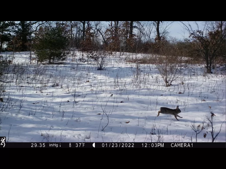 A bobcat in Bolton, photographed with an automatically triggered wildlife camera by Steve Cumming.