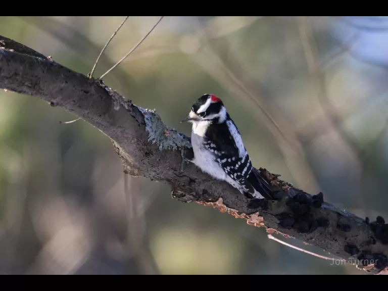 A downy woodpecker in Bolton, photographed by Jon Turner.