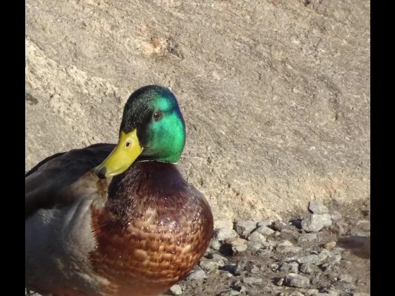 A mallard at Hager Pond in Marlborough, photographed by Cindy Winer.