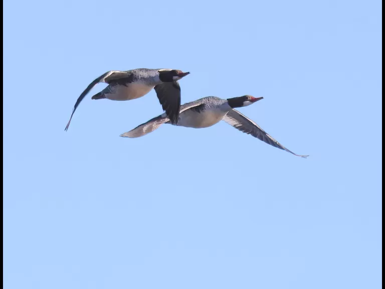 Common mergansers over the Sudbury Reservoir in Southborough, photographed by Steve Forman.