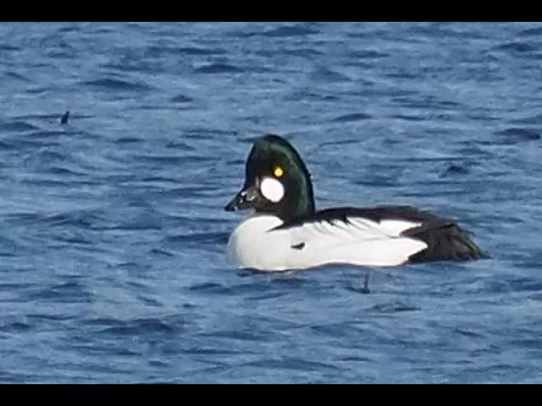 A common goldeneye at Great Meadows National Wildlife Refuge in Concord, photographed by Joan Chasan.