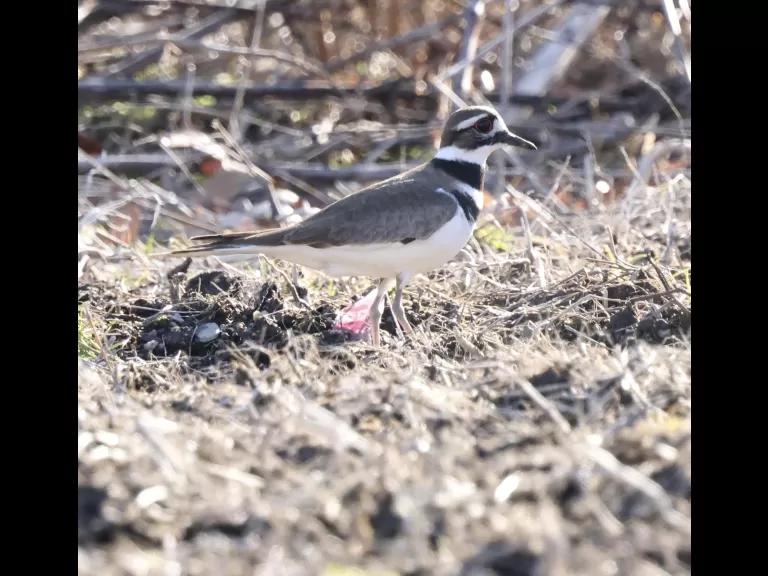 A killdeer at Breakneck Hill Conservation Land in Southborough, photographed by Steve Forman.