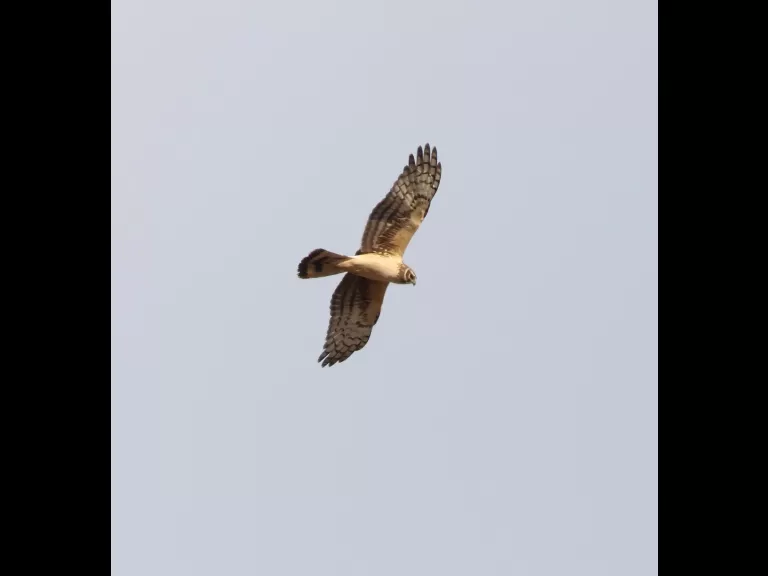 A northern harrier at Breakneck Hill Conservation Land in Southborough, photographed by Steve Forman.
