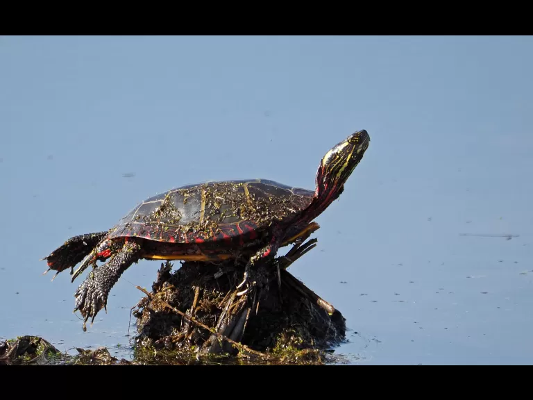 A painted turtle at Great Meadows National Wildlife Refuge in Concord, photographed by Joan Chasan.