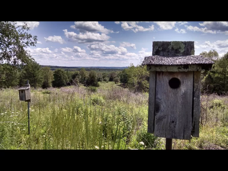 At Cedar Hill, SVT maintains bluebird nesting boxes as well as an early successional shrub habitat. Photo by SVT.