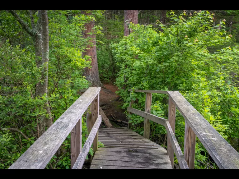 Memorial Forest Boardwalk. Photo by Louis Calisi.