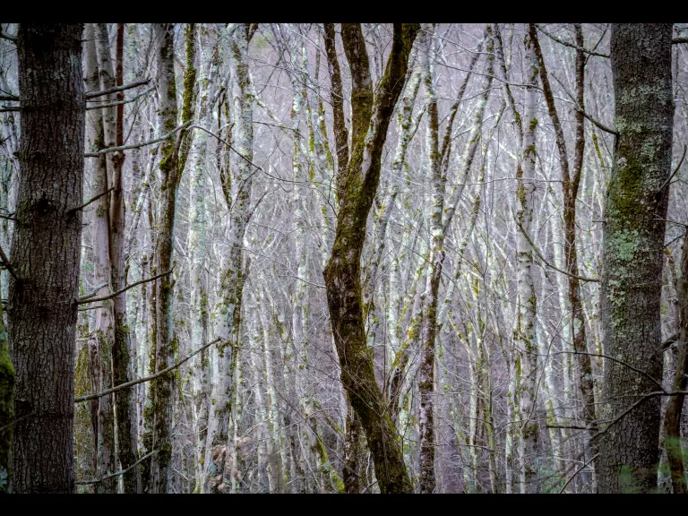 Whitney Field. Photo by Louis Calisi.