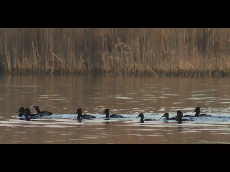 Ring-necked ducks at Assabet River National Wildlife Refuge in Sudbury, photographed by Dan Trippe.