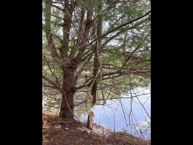 A beaver gnawing a tree in Wayland, photographed by Karen Blumenfeld.