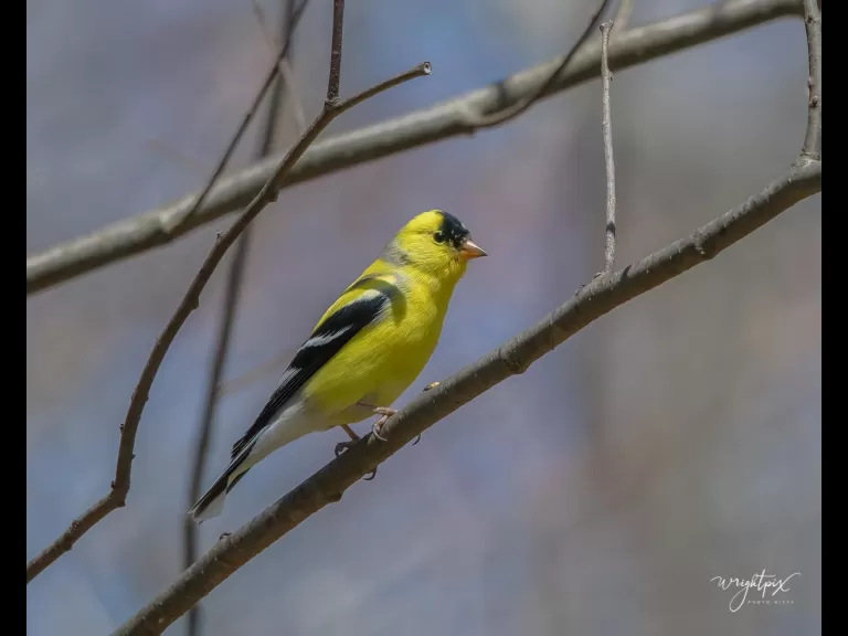 An American goldfinch in Westborough, photographed by Nancy Wright.