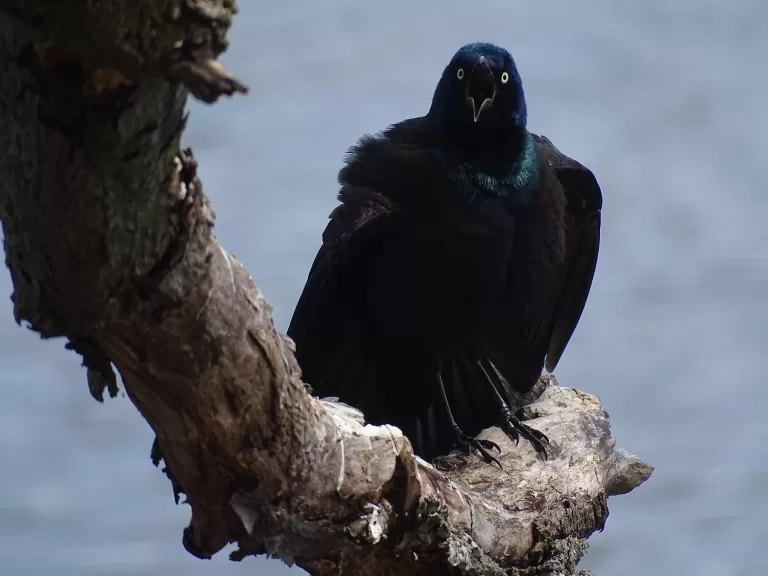 A common grackle at Hager Pond in Marlborough, photographed by Cindy Winer.