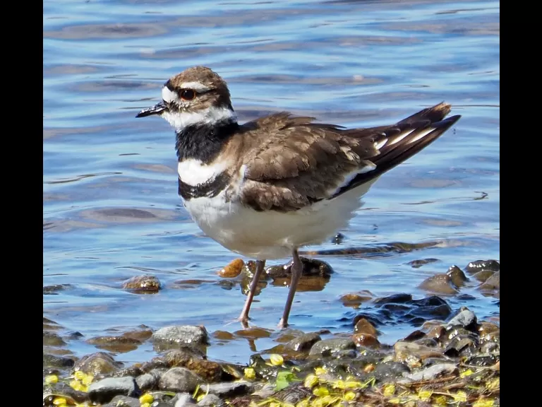 A killdeer in Westborough, photographed by Joan Chasan.