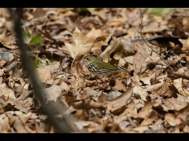 An ovenbird in Bolton, photographed by Jon Turner.